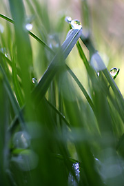 Dew laden blades of grass close up!