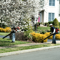 staff using leaf blowers to clean up left over leaves while tree is in spring bloom